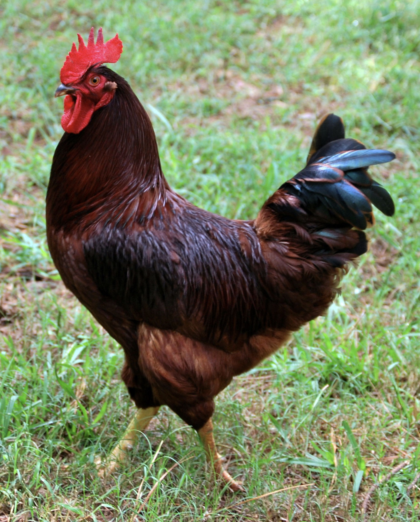 plymouth rock chicken